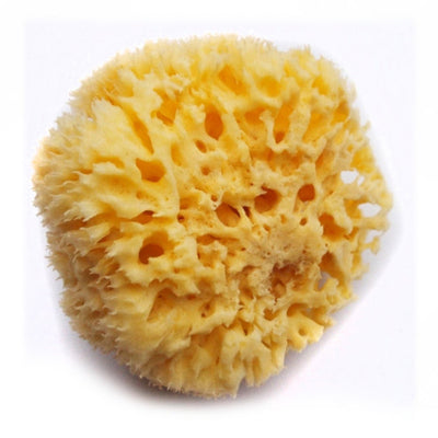 Bellini - Sea Sponge Honeycomb, Small
